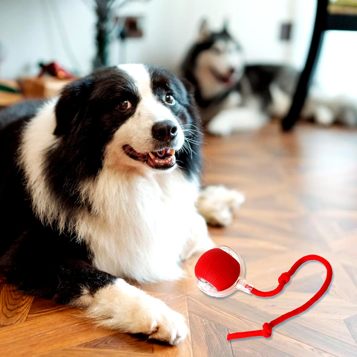 Juguete interactivo recargable con pelota rodante para gatos y perros