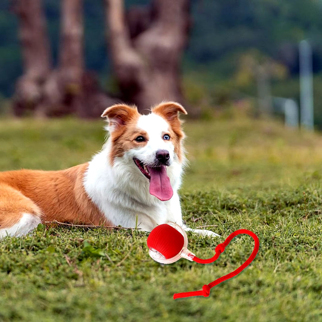 Juguete interactivo recargable con pelota rodante para gatos y perros